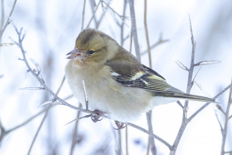 Pájaro hembra chaffinch fringilla coelebs forrajeo en nieve hermoso frío invierno fotos de archivo