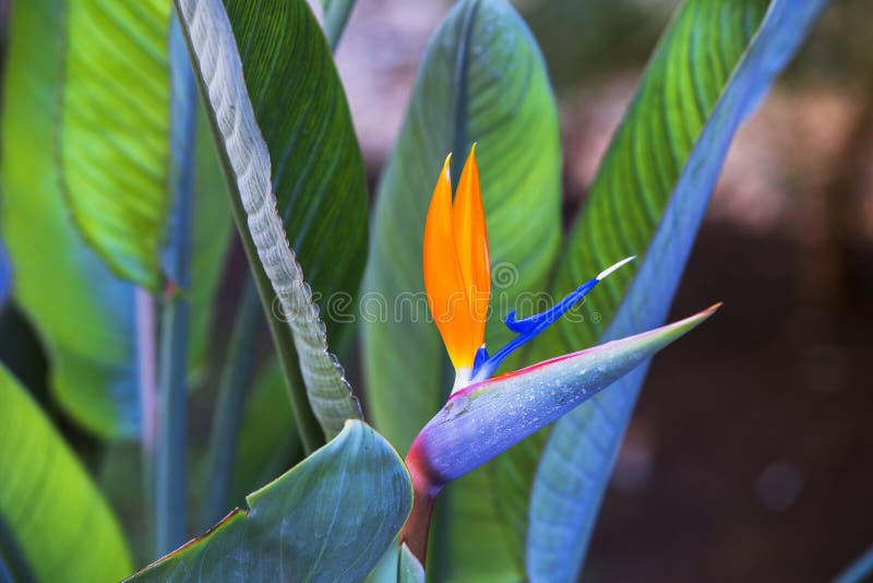 Pájaro hermoso de la flor de paraíso Reginae tropicales del Strelitzia de la flor en fondo verde fotografía de archivo libre de regalías Pájaro hermoso de la flor de paraíso Reginae tropicales del Strelitzia de la flor en fondo verde fotografía de archivo libre de regalías