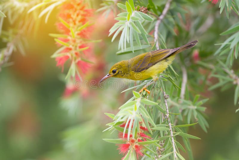 Pájaro hermoso que se encarama en la flor roja del cepillo en día soleado imagen de archivo libre de regalías Pájaro hermoso que se encarama en la flor roja del cepillo en día soleado imagen de archivo libre de regalías