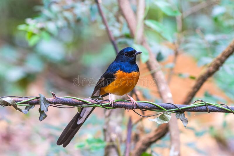 Pájaro masculino hermoso Rumped blanco Shama o Copsychus Malabaricus foto de archivo libre de regalías Pájaro masculino hermoso Rumped blanco Shama o Copsychus Malabaricus foto de archivo libre de regalías