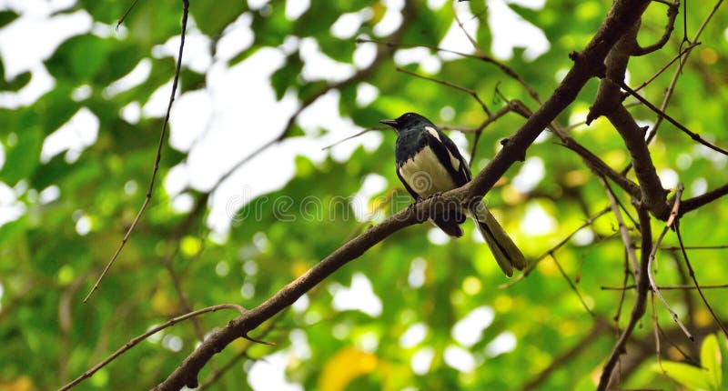 Pájaro negro y blanco poco en la rama deshojada fotografía de archivo Pájaro negro y blanco poco en la rama deshojada fotografía de archivo