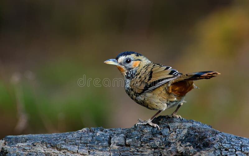 PÁJARO: Tordo fotografía de archivo PÁJARO: Tordo fotografía de archivo