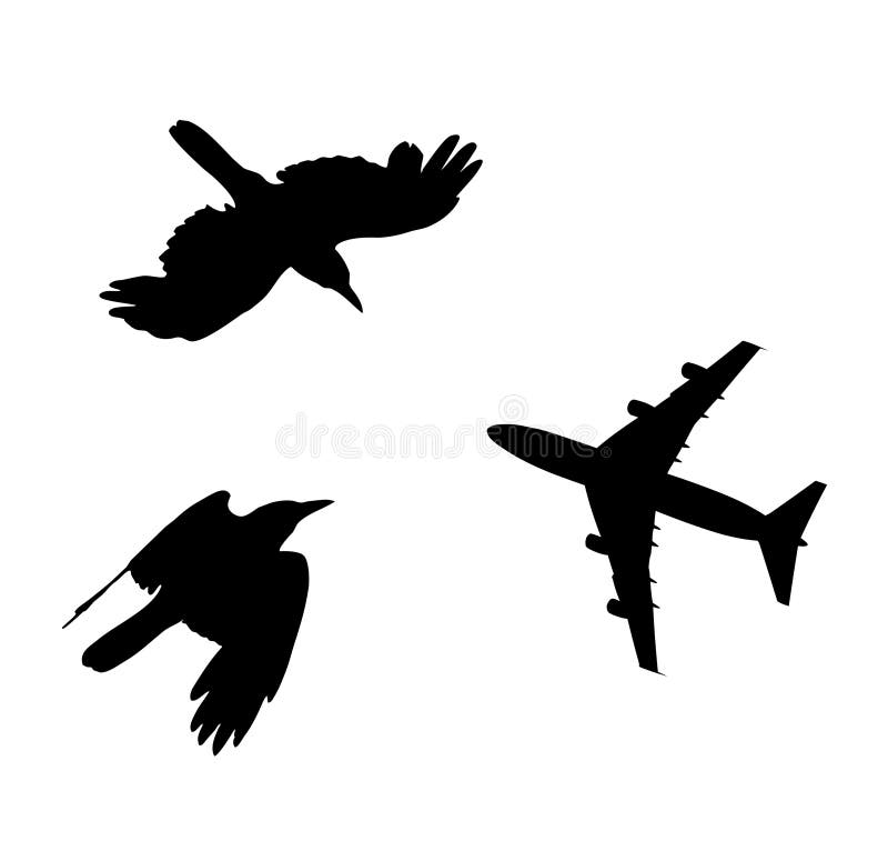 Pájaro y plano que vuelan la composición negra de la silueta imágenes de archivo libres de regalías