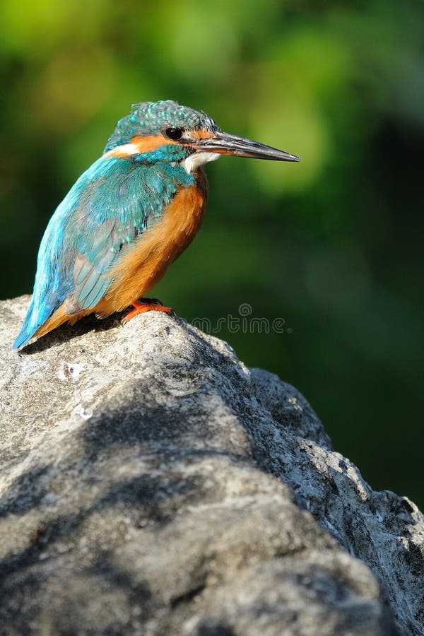 Pájaros Blancos De La Florida Ibis Imagen de archivo Imagen de ibis