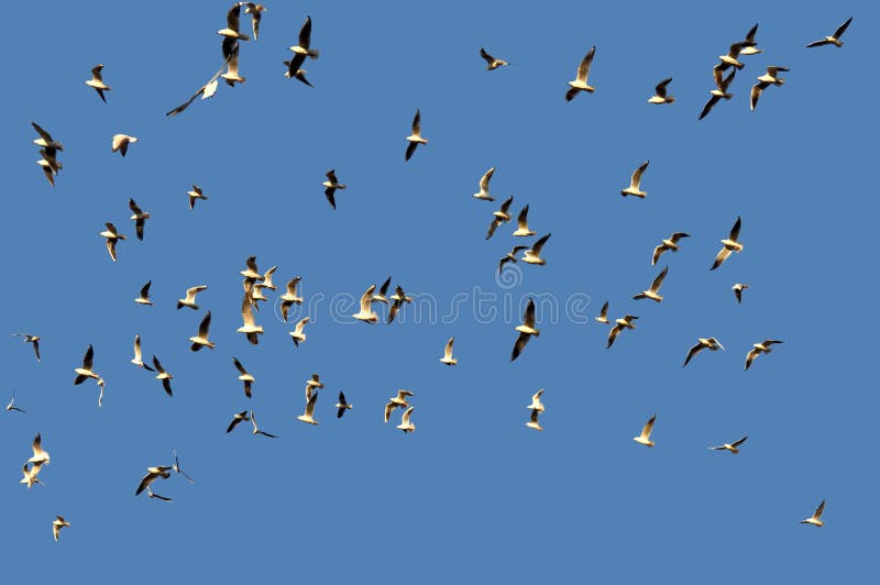 Pájaros imagenes de archivo