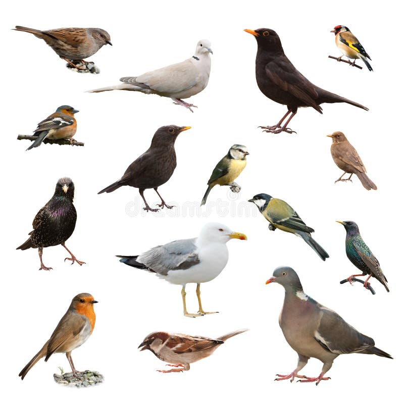 Pájaros británicos del jardín fotos de archivo Pájaros británicos del jardín fotos de archivo