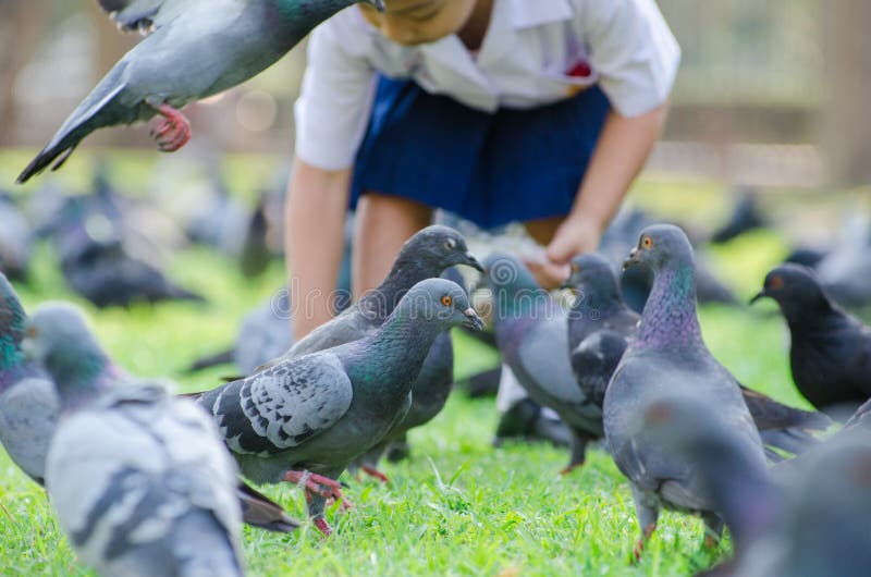 Dar de comer a los pájaros en el parque fotos de archivo libres de regalías