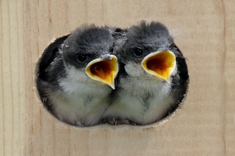 Pájaros de bebé en una casa del pájaro imagen de archivo libre de regalías Pájaros de bebé en una casa del pájaro imagen de archivo libre de regalías