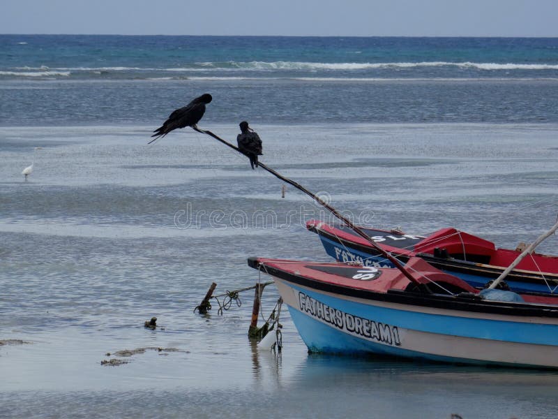 PÃ¡jaros de fragata sobre una caÃ±a de madera imágenes de archivo libres de regalías