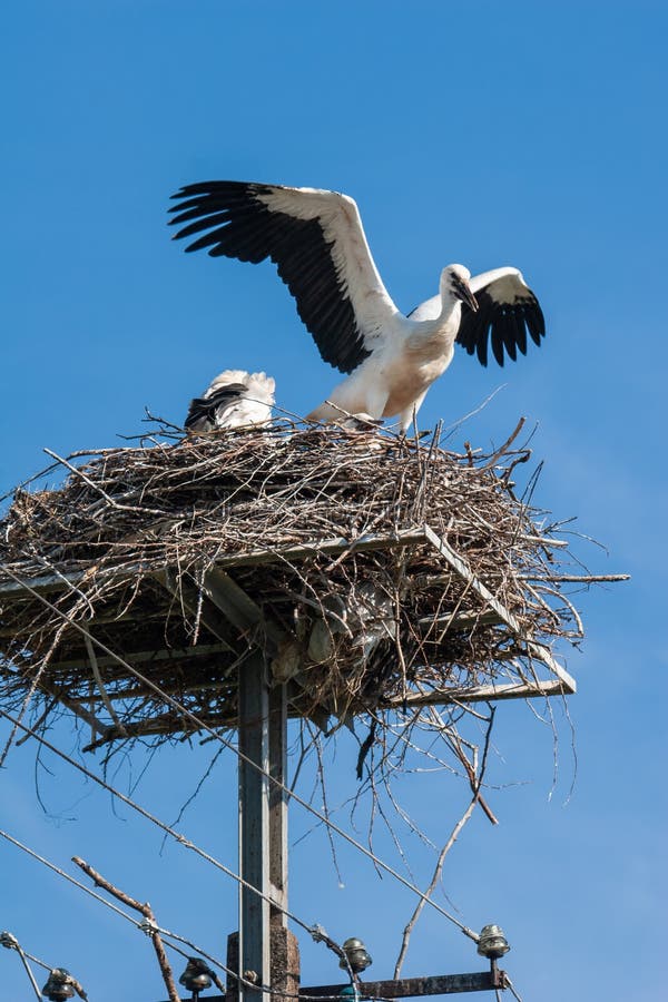Pájaros de la cigüeña que asientan en la jerarquía en el polo de teléfono foto de archivo libre de regalías Pájaros de la cigüeña que asientan en la jerarquía en el polo de teléfono foto de archivo libre de regalías
