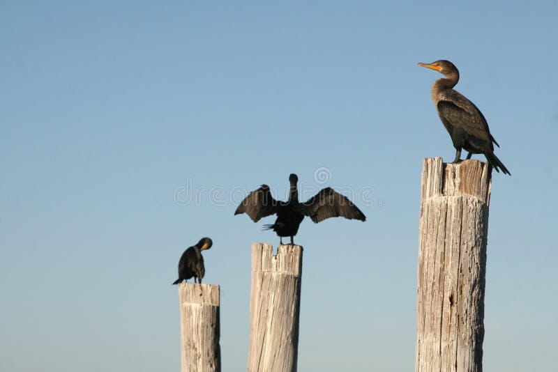Pájaros Blancos De La Florida Ibis Imagen de archivo Imagen de ibis