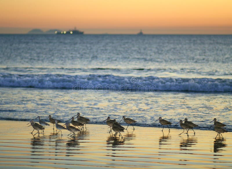 Birds march up Southern California beach at sunset. (Coronado, CA). Birds march up Southern California beach at sunset. (Coronado, CA)