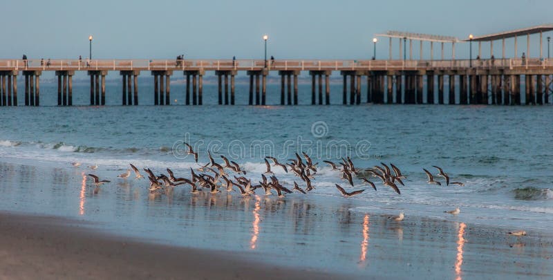 Pájaros en el mar imagen de archivo libre de regalías Pájaros en el mar imagen de archivo libre de regalías