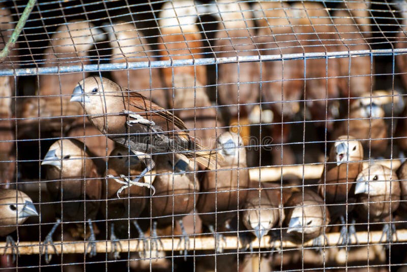 Birds in cage in bird market in Yogyakara, Indonesia. Birds in cage in bird market in Yogyakara, Indonesia