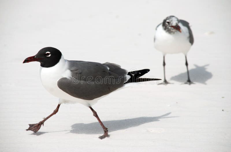Pájaros Blancos De La Florida Ibis Imagen de archivo Imagen de ibis
