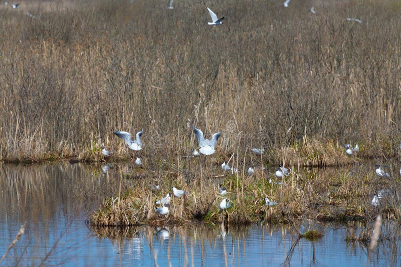 Pájaros en la superficie del agua del lago imágenes de archivo libres de regalías Pájaros en la superficie del agua del lago imágenes de archivo libres de regalías
