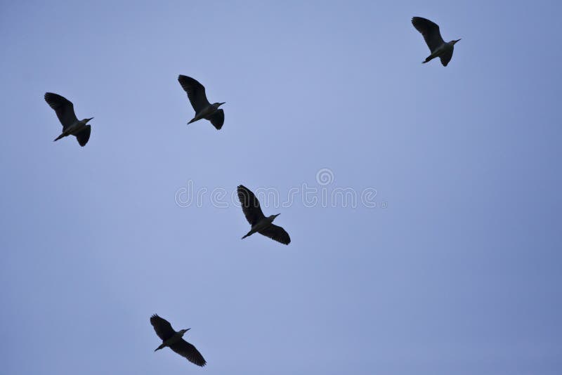 Pájaros en vuelo fotografía de archivo libre de regalías