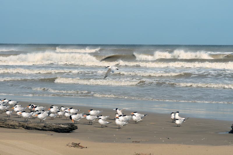 Pájaros golondrina de mar real y golondrina de mar del bocadillo en la costa de Tejas, Gu imagen de archivo Pájaros golondrina de mar real y golondrina de mar del bocadillo en la costa de Tejas, Gu imagen de archivo