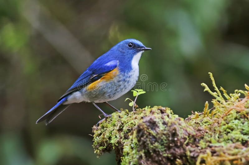 Pájaros masculinos del rufilatus Himalayan de Bluetail Tarsiger de Tailandia foto de archivo Pájaros masculinos del rufilatus Himalayan de Bluetail Tarsiger de Tailandia foto de archivo