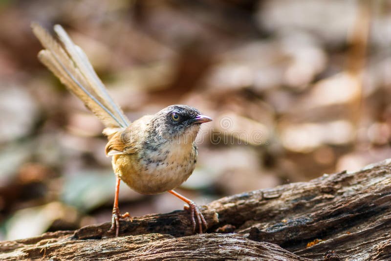 Pájaros, Prinia de Brown - pájaros de Doi Sun Juh, Chiang Mai, Tailandia fotografía de archivo libre de regalías Pájaros, Prinia de Brown - pájaros de Doi Sun Juh, Chiang Mai, Tailandia fotografía de archivo libre de regalías