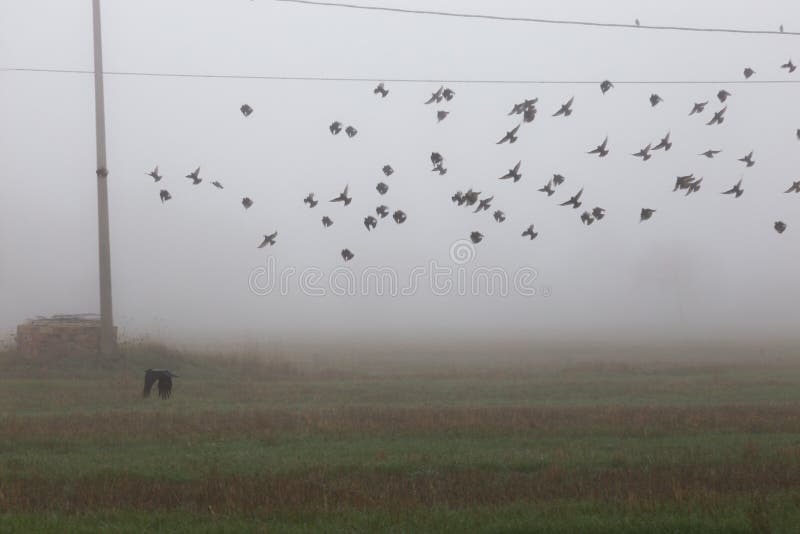 Pájaros que vuelan cerca de líneas eléctricas en la niebla, sobre algunos campos cultivados imagen de archivo libre de regalías Pájaros que vuelan cerca de líneas eléctricas en la niebla, sobre algunos campos cultivados imagen de archivo libre de regalías