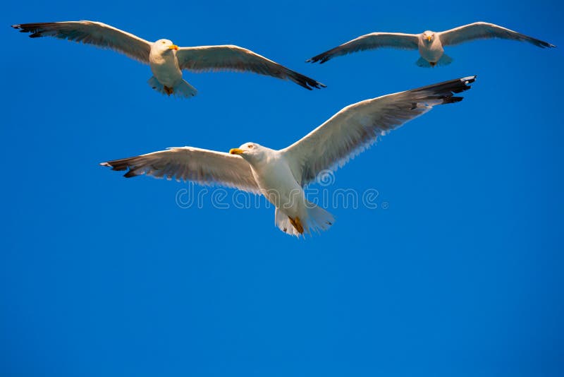 Pájaros que vuelan en el cielo imagen de archivo Pájaros que vuelan en el cielo imagen de archivo