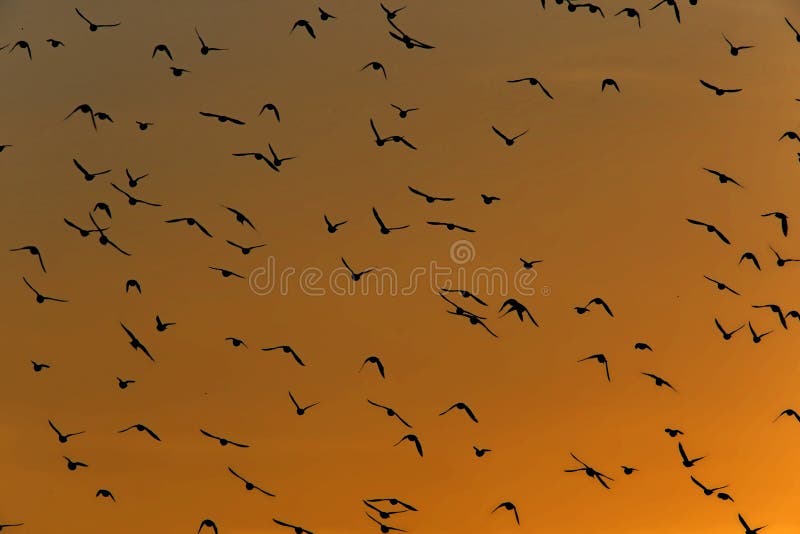 Pájaros volando en el cielo foto de archivo