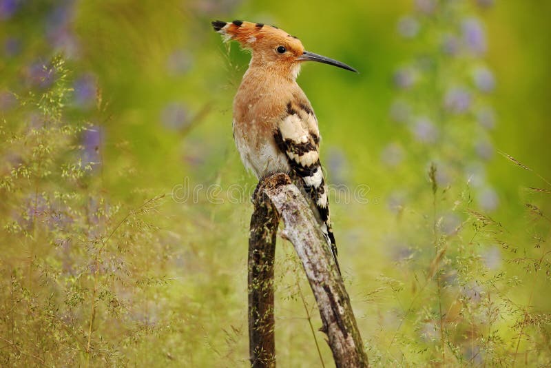 Pássaro agradável com Hoopoe da crista, epops do Upupa, sentando-se na flor violeta, Bulgária imagem de stock royalty free Pássaro agradável com Hoopoe da crista, epops do Upupa, sentando-se na flor violeta, Bulgária imagem de stock royalty free