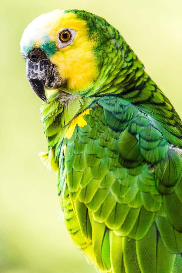 pássaro Amarelo-dirigido das Amazonas