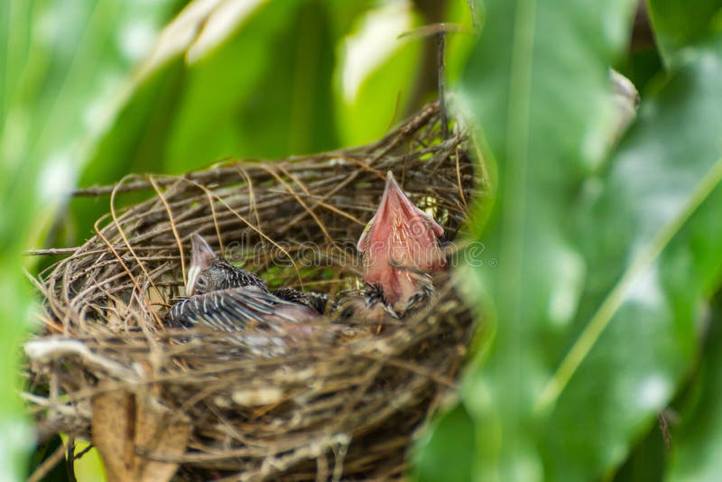 Pássaro (bulbul Raia-orelhudo) e bebê no ninho imagem de stock Pássaro (bulbul Raia-orelhudo) e bebê no ninho imagem de stock