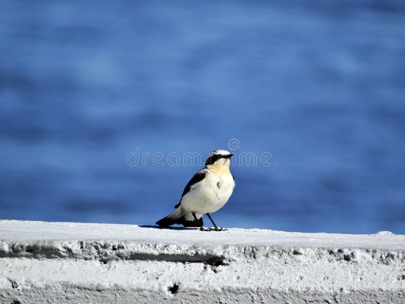 Pássaro cinzento pequeno imagens de stock royalty free Pássaro cinzento pequeno imagens de stock royalty free