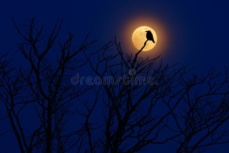 Pássaro com lua Noite atrasada com corvo, pássaro da Floresta Negra, assento na árvore, dia escuro, habitat da natureza Noite mág