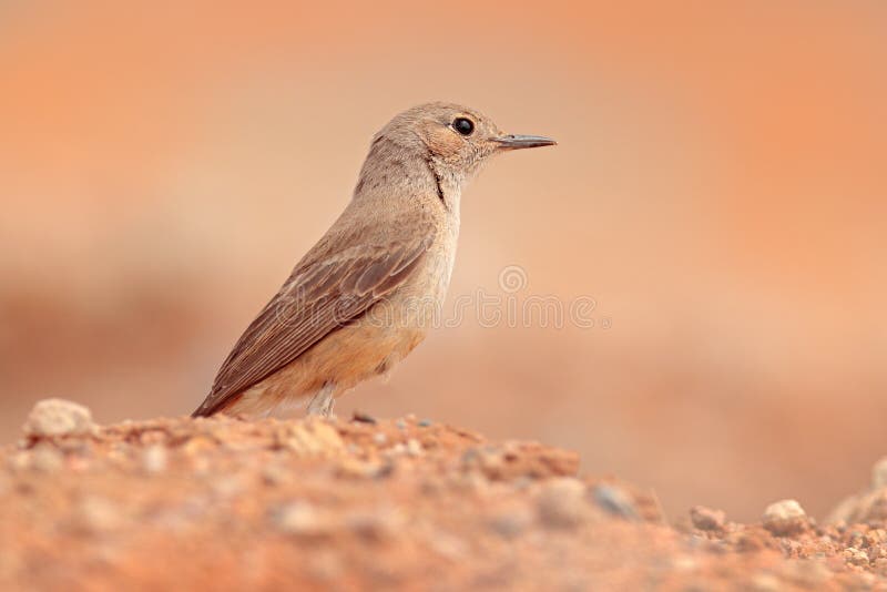 Pássaro com o céu azul de África Dia ensolarado no safari em Namíbia Pássaro espinhoso do wuth do ramo, bico cor-de-rosa foto de stock Pássaro com o céu azul de África Dia ensolarado no safari em Namíbia Pássaro espinhoso do wuth do ramo, bico cor-de-rosa foto de stock