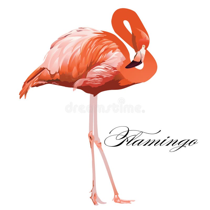 Pássaro coral exótico tropical do flamingo Ilustração isolada vetor ilustração royalty free Pássaro coral exótico tropical do flamingo Ilustração isolada vetor ilustração royalty free