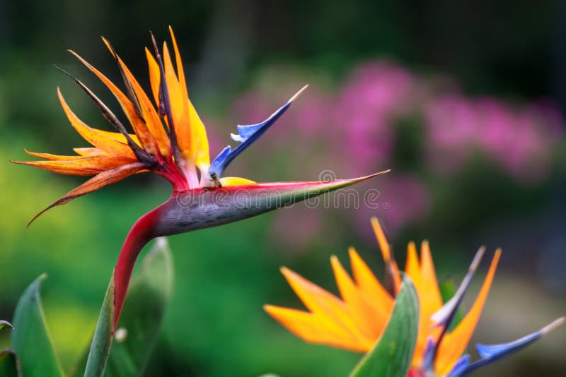 Pássaro da flor de Heliconia de paraíso
