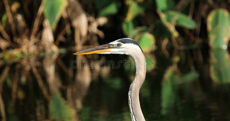 Pássaro da garça-real de grande azul Animais selvagens Florida EUA