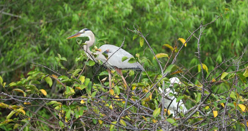 Pássaro da garça-real de grande azul Animais selvagens Florida EUA