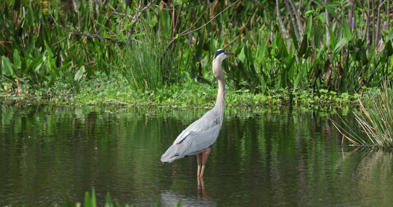 Pássaro da garça-real de grande azul Animais selvagens Florida EUA