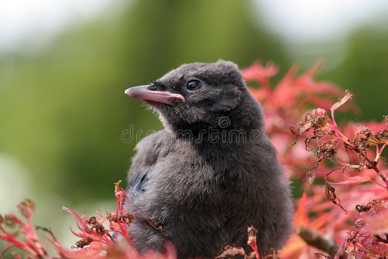 Pássaro Bebé fotos de stock