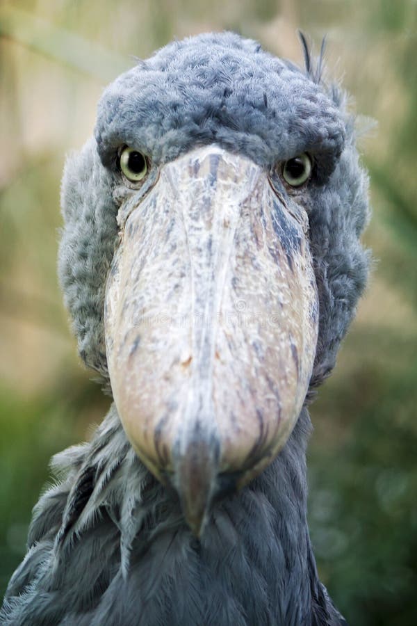 Pássaro de Shoebill foto de stock. Imagem de plumagem - 80670998