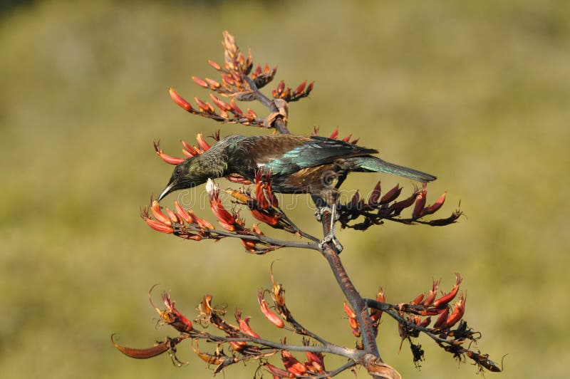 Pássaro de Tui que alimenta em uma planta do linho fotografia de stock Pássaro de Tui que alimenta em uma planta do linho fotografia de stock