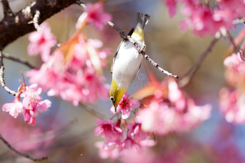 Pássaro do Branco-olho na flor de cerejeira e no sakura imagens de stock