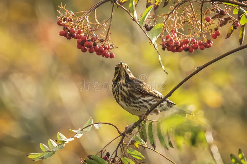 Pássaro do iliacus do Turdus do tordo pisco, comendo bagas em uma floresta imagem de stock royalty free Pássaro do iliacus do Turdus do tordo pisco, comendo bagas em uma floresta imagem de stock royalty free
