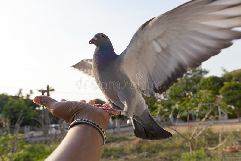 pigeon bird feeding on human hand. pigeon bird feeding on human hand