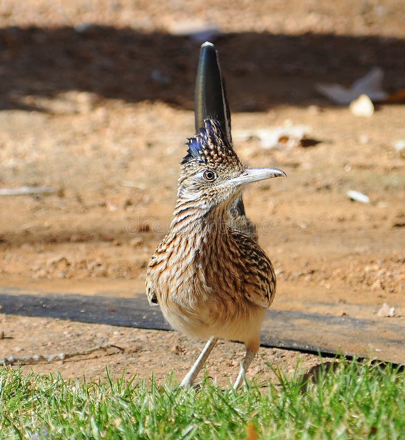 Pássaro do Roadrunner imagem de stock Pássaro do Roadrunner imagem de stock