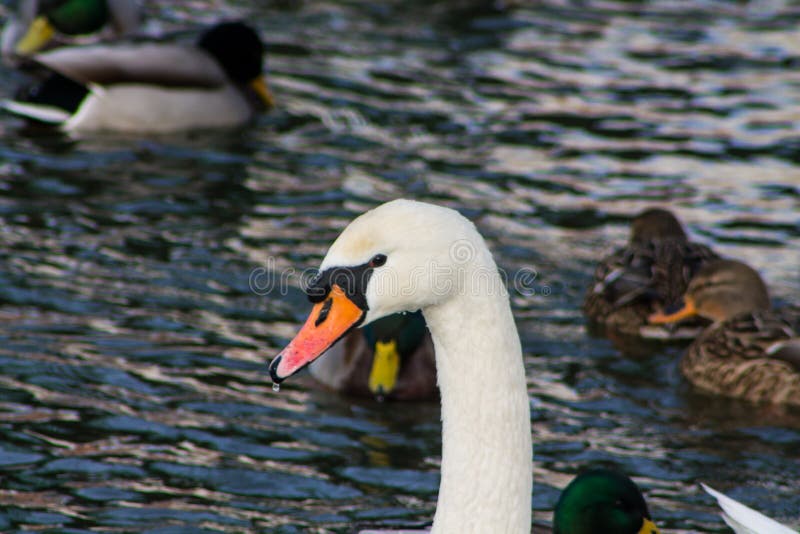 Pássaro e pato brancos da cisne em um lago imagem de stock royalty free Pássaro e pato brancos da cisne em um lago imagem de stock royalty free