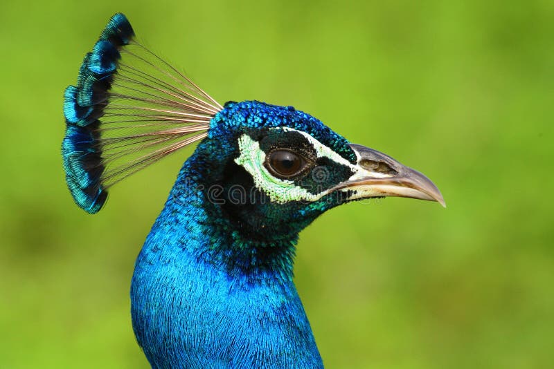 Pássaro exótico principal do cristatus indiano do Peafowl, do Pavo, do retrato do detalhe, o azul e o verde da Índia e do Sri Lan foto de stock royalty free Pássaro exótico principal do cristatus indiano do Peafowl, do Pavo, do retrato do detalhe, o azul e o verde da Índia e do Sri Lan foto de stock royalty free