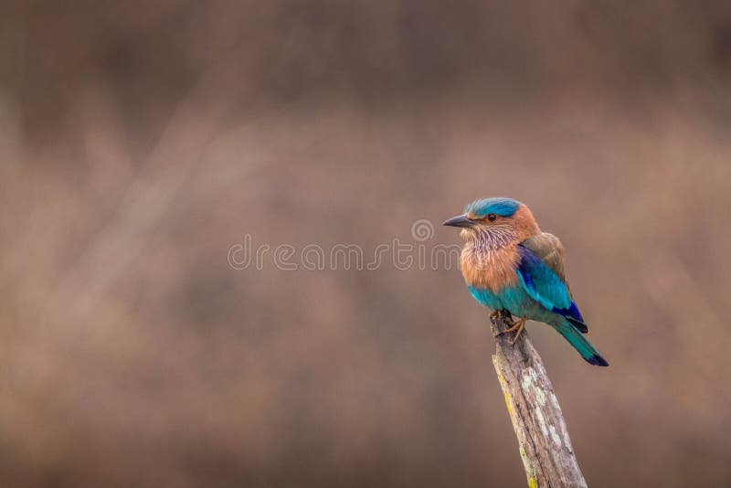 Indian roller blue jay bird during jeep safari with awesome view at kabini forest area. Indian roller blue jay bird during jeep safari with awesome view at kabini forest area