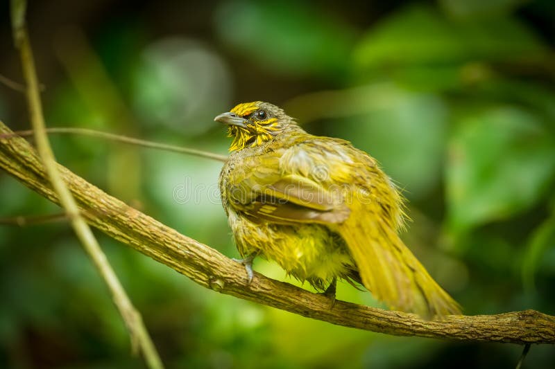 pássaro Listra-throated do bulbul imagens de stock royalty free pássaro Listra-throated do bulbul imagens de stock royalty free