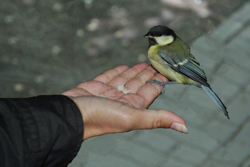 Bird - blue tit - sitting on the palm of your hand. The bird pecks seeds from the palm. Bird - blue tit - sitting on the palm of your hand. The bird pecks seeds from the palm